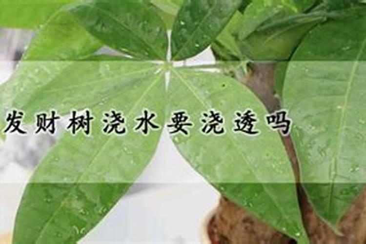 百合插花瓶水养怎么养