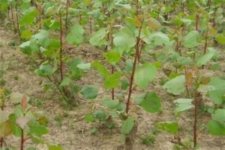 一年期107杨树适合上什么肥料