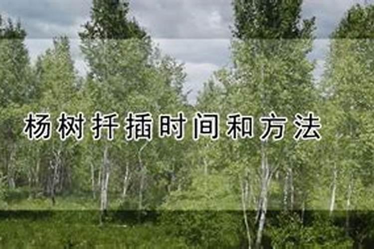 杨树苗怎么种植