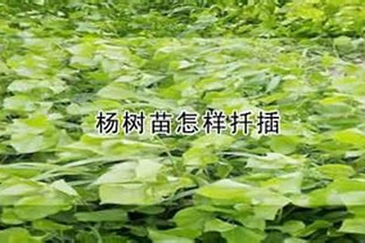 三唑酮可以打丨07杨树苗杀菌不？