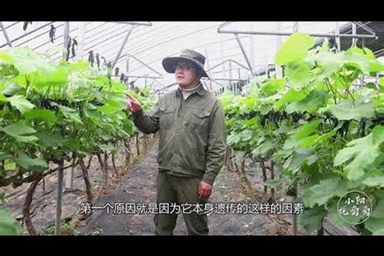 宝莲灯花上什么肥好