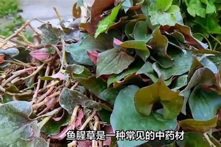 麻籽出油率是多少？