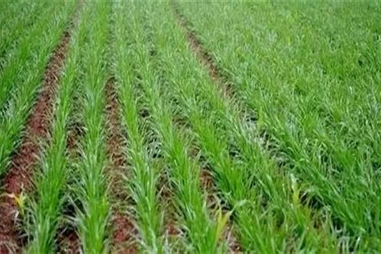 小麦拔节期如何管理？适合施什么肥料？