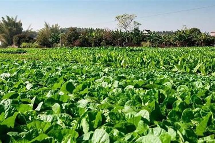 葡萄膨果期用什么肥料,种植葡萄该如何施肥