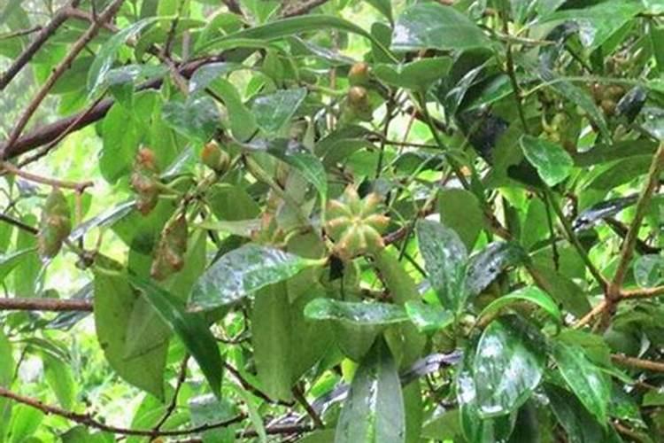 海口华农生物肥料有限公司怎么样？