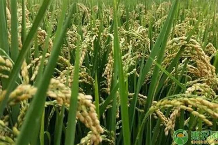 硫酸钾复合肥溶于水吗？可以用作水溶肥吗？