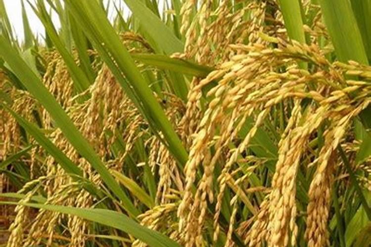 枸杞加茶叶白醋可以浇花吗