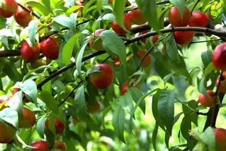 促进开花施什么肥料(果树促花用什么叶面肥好)