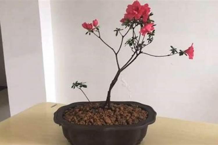 映山红叶子边缘干枯是什么原因？