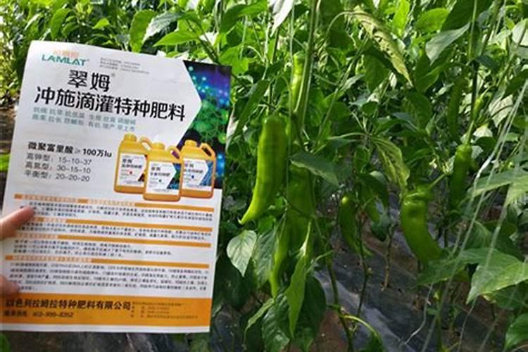 桃树叶子黄斑是什么原因？