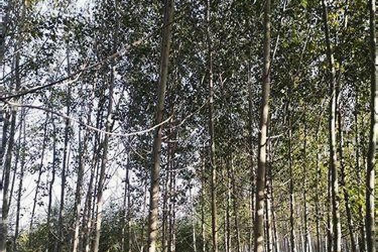 白杨的养殖方法和注意事项
