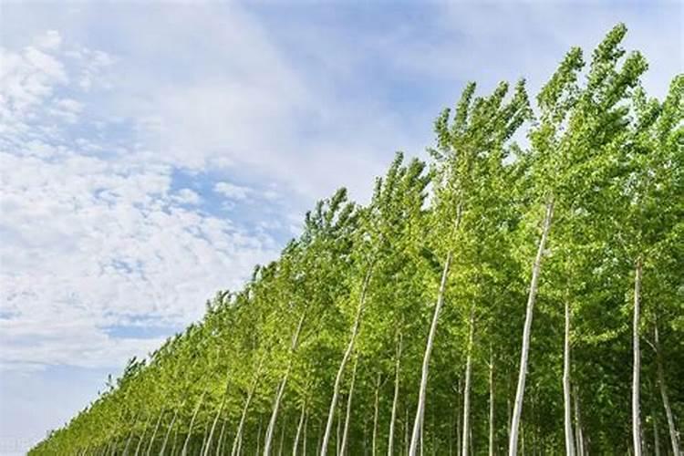 秋季怎样给白杨树施肥