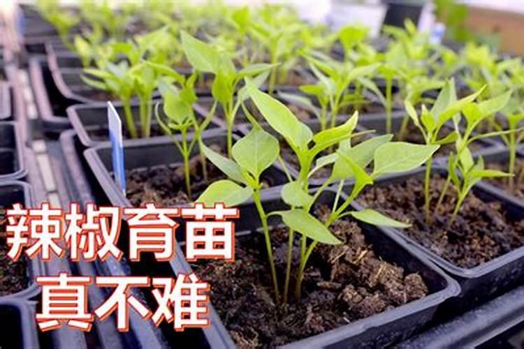 辣椒高产有秘籍:掌握“一控、一促、一防、四忌”,辣椒挂满枝头