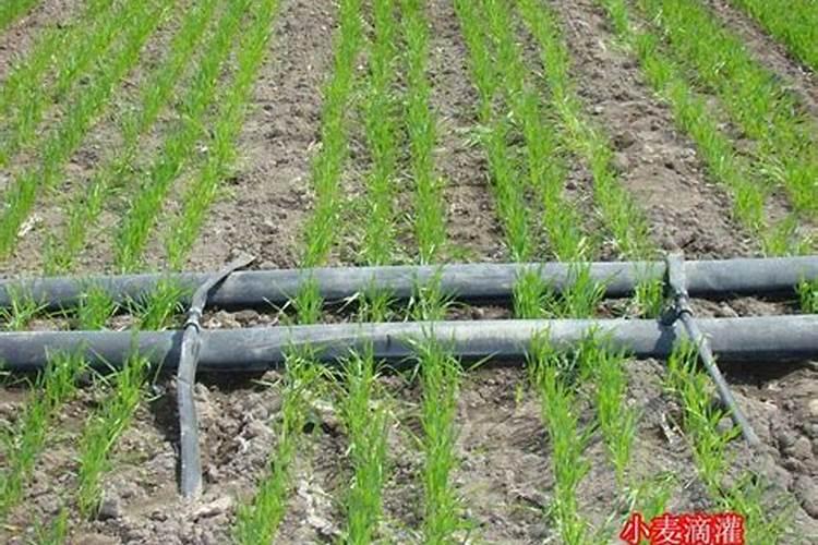 叶面肥什么时候用效果最佳？
