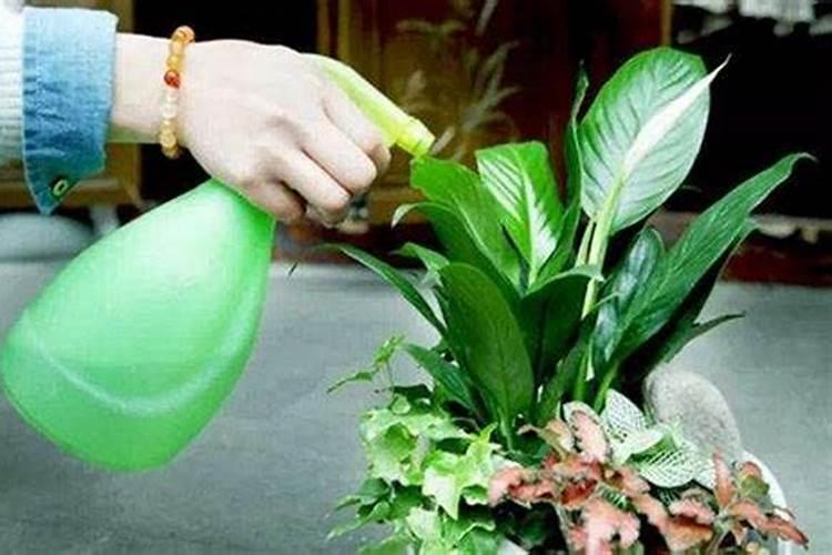 冬天适合给花上肥料吗;冬季施肥应该注意什么