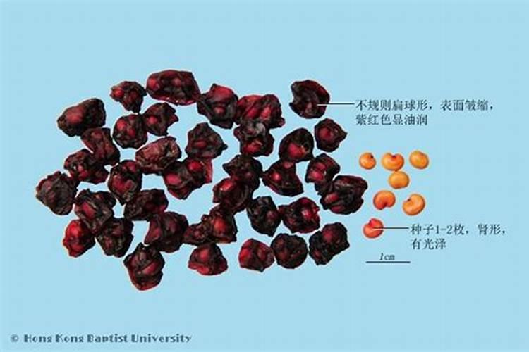 北五味子花期施肥管理方法 如何在北五味子花期施肥