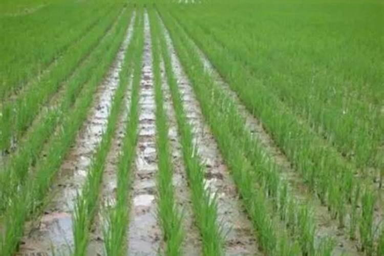 种植大葱时施什么肥料最好？大葱什么阶段开始施肥？