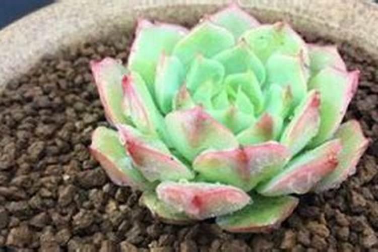 如何正确给蔬菜施加钙肥？