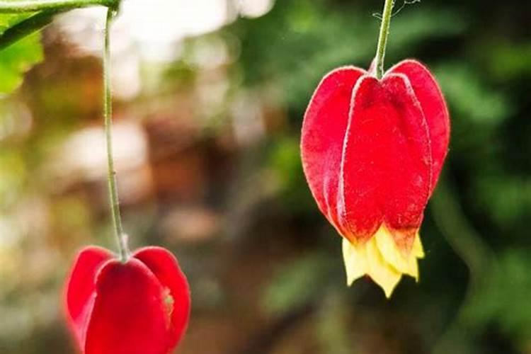毛灯笼花开花时能施肥吗 毛灯笼花开花时可以施肥吗