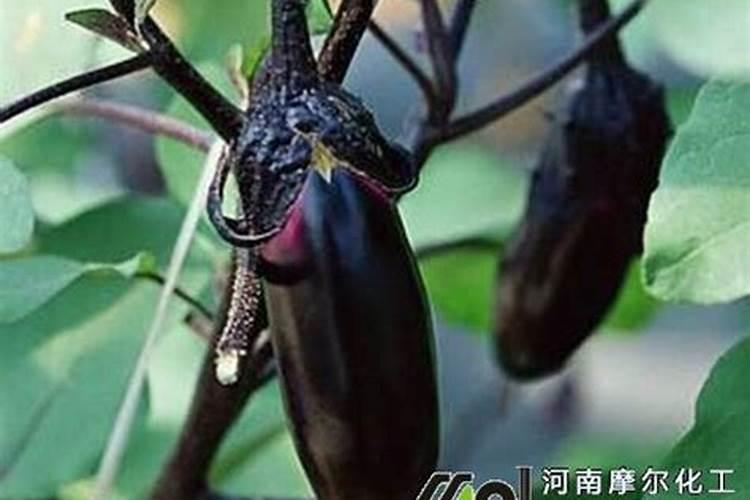 紫藤怎么施肥