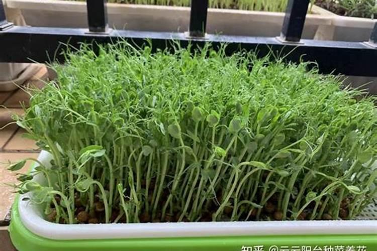 山薯什么季节成熟 山薯成熟时间