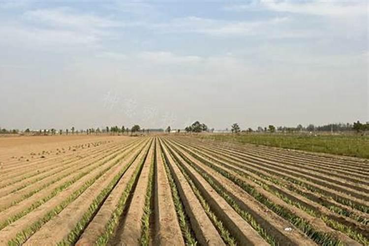 种植大葱怎么施肥能高产