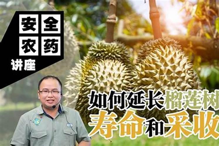 种植榴莲有什么注意事项