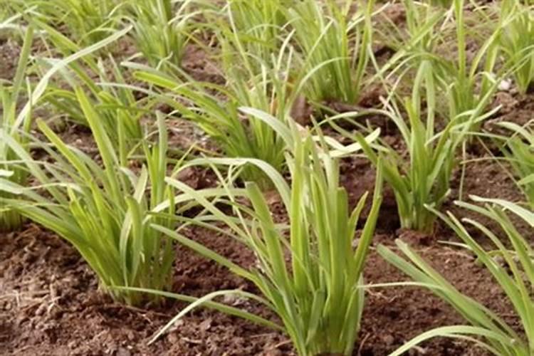 韭菜种植长“干尖”,应该怎么改善呢