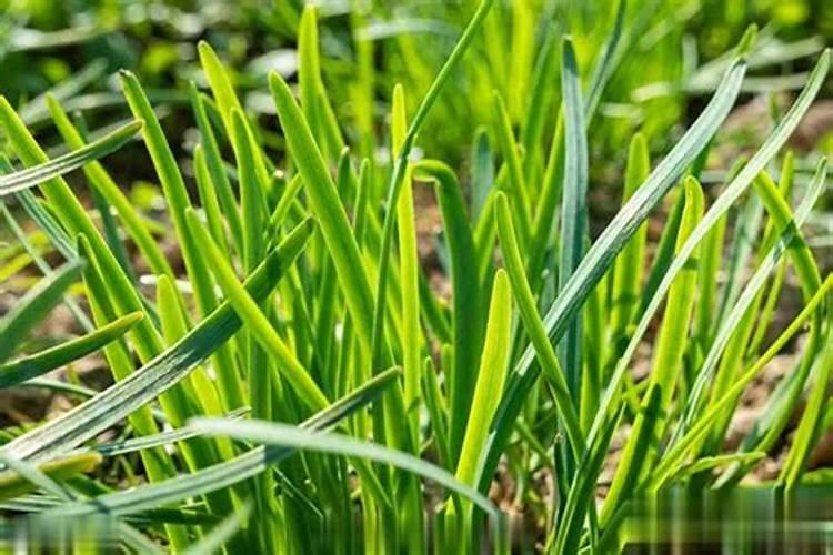 韭菜黄尖是什么原因怎么治