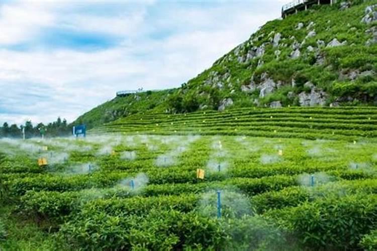 史丹利元素水溶肥枓喷茶叶行吗？