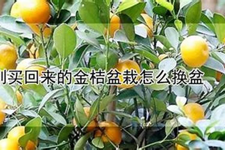 刚买回来的金桔盆栽怎么换盆
