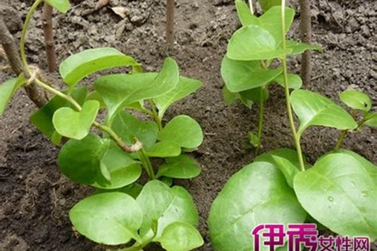 柑橘树怎么修枝
