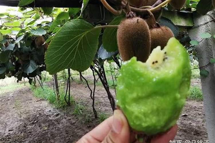 什么肥料养花比较好