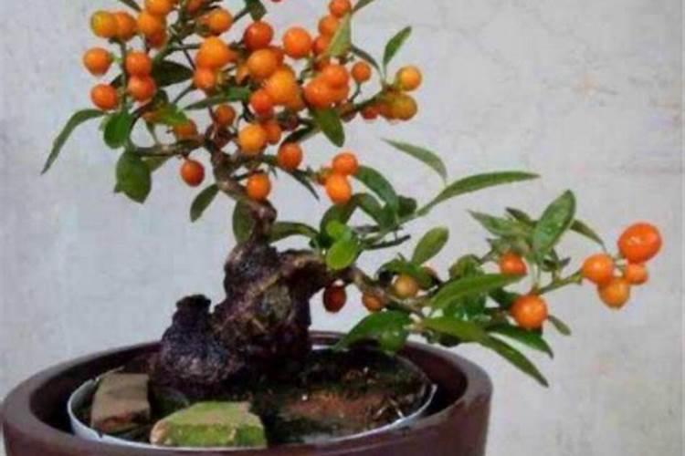 惯爱小金豆延时效果好吗？