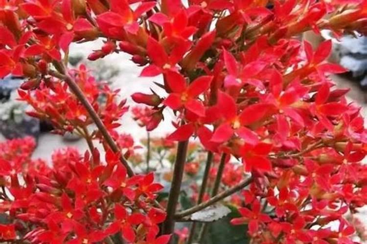 记住“六不缺”,叶子油绿根系壮