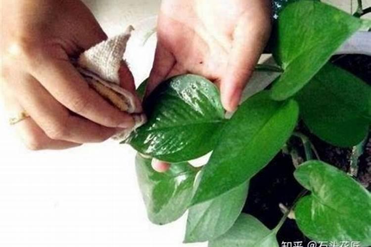 怎样给绿萝施肥浇水？