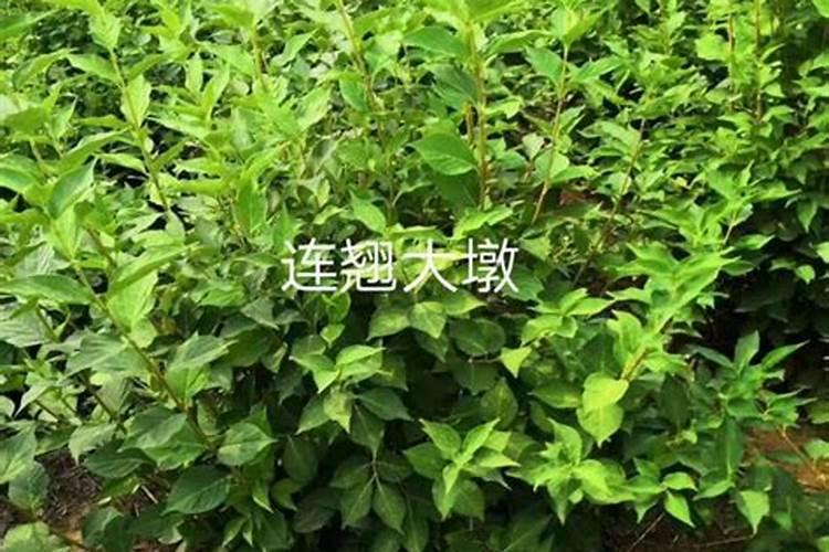 连翔花可以做盆花养么？