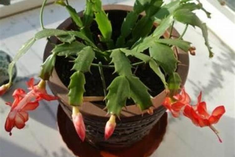 无土栽培草莓,肥料配方怎么配比