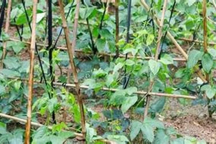豆角开花期打什么叶面肥