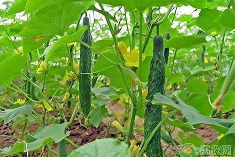 水溶肥什么牌子靠谱？