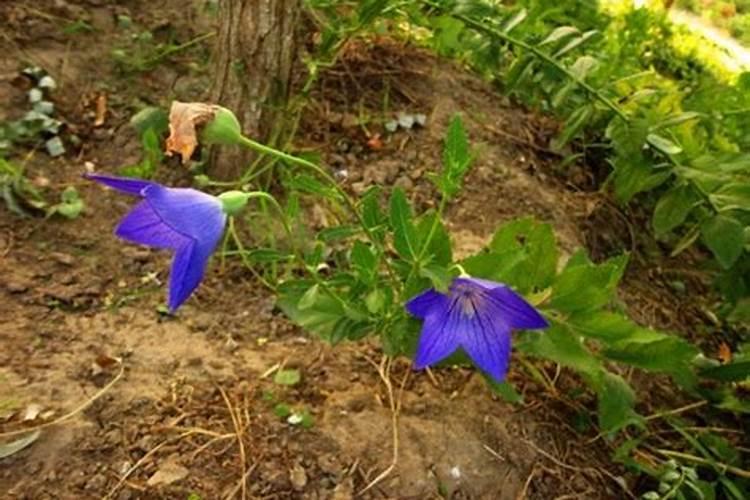 桔梗种植方法 桔梗种植方法介绍