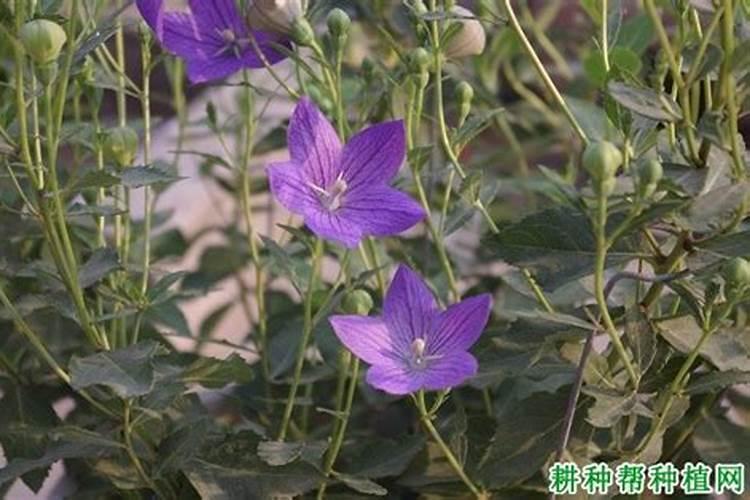 桔梗的基肥应该放什么肥料