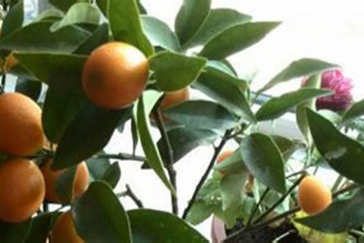 金桔树用什么肥料最好