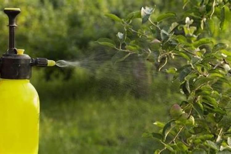 尿素叶面肥如何兑水