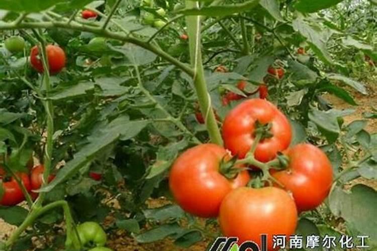 黄瓜结果期冲施什么肥料