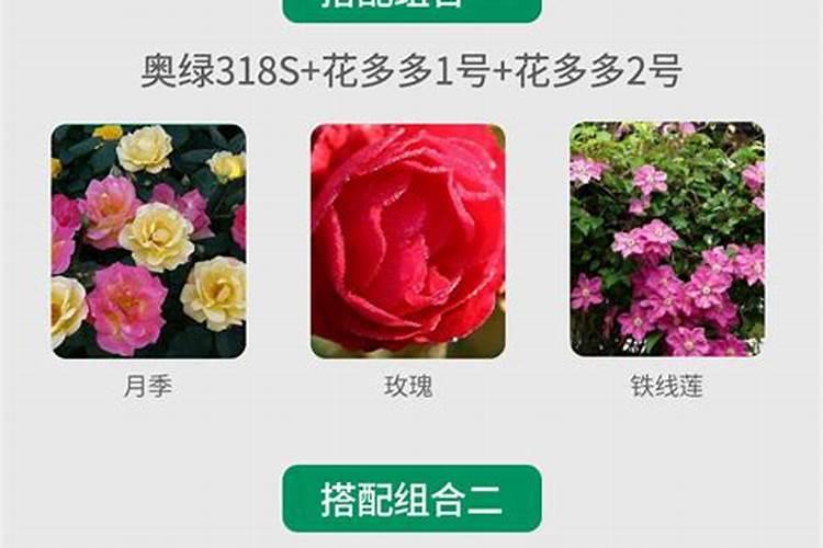 朱顶红奥绿a2还是328s花卉百科