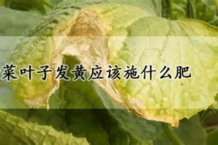 叶发黄使用什么肥料