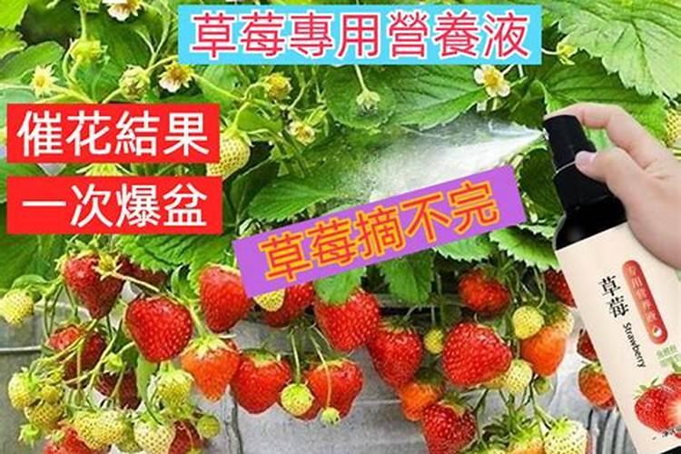 适合陆地草莓花芽分化的条件都是什么!？请赐教!