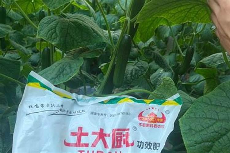 猕猴桃什么时间施叶面肥比较好？怎么施？
