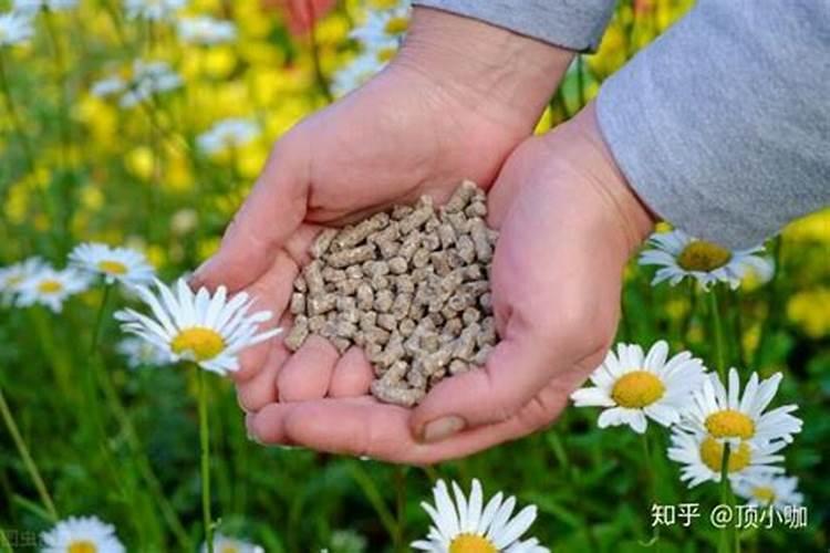 杨树什么时候施肥 杨树哪时候施肥比较好